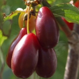 Cornus mas ‘Slowianin’ – Slowianin nagy gyümölcsű húsos som ÚJDONSÁG!