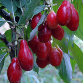Cornus mas cv. – Húsos som gyümölcs fajták 6 x 1db csomag