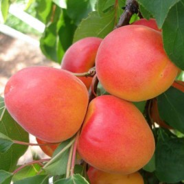 Prunus armeniana ‘Reale di Imola’,’ Carmen’, ‘Hargrand’ , ‘Pincot’- kajszi barack újdonságok!