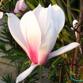 Magnolia x soulongiana ‘Alba Superba’ – Rózsás fehér liliomfa XL méret!