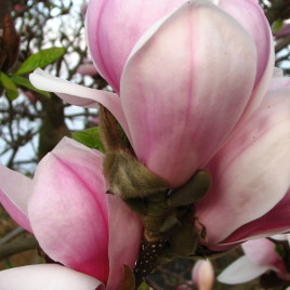 Magnolia x soulongiana ‘Sundew’ – nagyvirágú liliomfa XL méret
