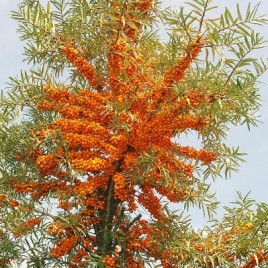Hippophae rhamnoides ‘Leikora’ – nő ivarű homoktövis gyümölcsfajta