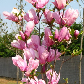 Magnolia x ‘George Henry Kern’ – Apró virágú liliomfa