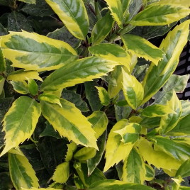 Aucuba japonica Aureomarginata – Aranyszegett babérsom