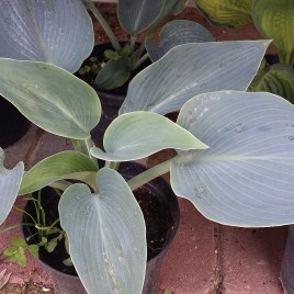 Hosta ‘Halcyon’ – kéklevelű árnyliliom ‘Halcyon’