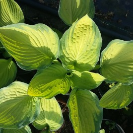 Hosta ‘Gold Standard’ -árnyliliom Gold Standard