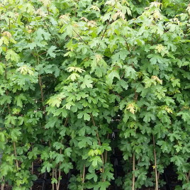 Acer campestre – mezei juhar -sövényanyag