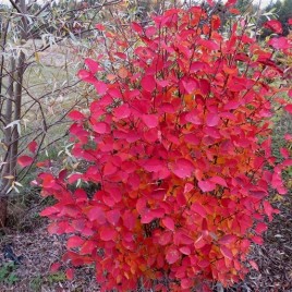 Amelanchier spicata – törpe mézalmácska ( fürtös fanyarka)