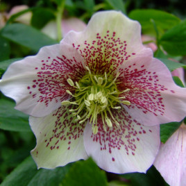 Helleborus orientalis – keleti hunyor színkeverék