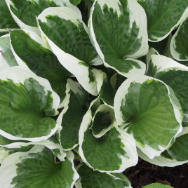 Hosta – árnyliliom 5 x kedvezményes csomag