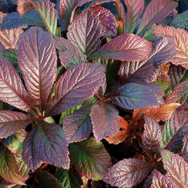 Rodgersia ‘Bronze Peacock’ – vörös levelű tópartifű