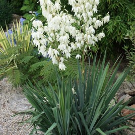 Yucca filamentosa – Kerti pálmaliliom