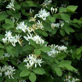 Lonicera xylosteum – Ükörke lonc