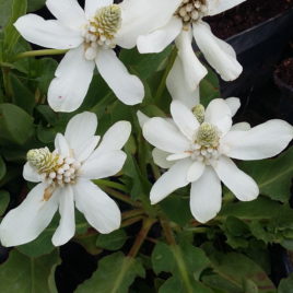 Anemopsis californica – Kaliforniai vizimák