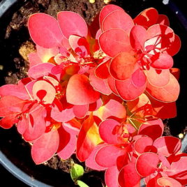 Berberis thumbergii ‘Orange Ice’ PBR – ‘Orange Ice’ japán borbolya ÚJDONSÁG!