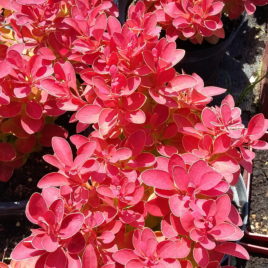 Berberis thumbergii ‘Orange Ice’ PBR – ‘Orange Ice’ japán borbolya ÚJDONSÁG!