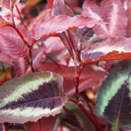 Persicaria ‘Red Dragon’ – Red Dragon keserűfű -ÚJDONSÁG!