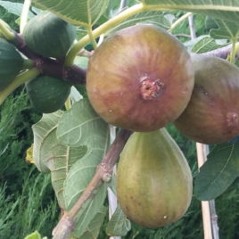 Ficus carica – füge