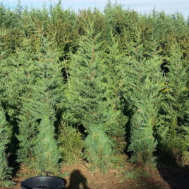 x Cupressocyparis leylandii – Zöld leyland ciprus XXL