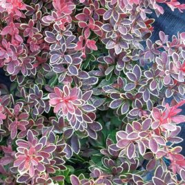 Berberis thumbergii ‘Andmiration’ – törpe vérborbolya