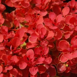Berberis thumbergii ‘Ruby Star’ PBR- Ruby Star japán borbolya ÚJDONSÁG