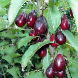 Cornus mas ‘Szafer’ – Szafer húsos som oltvány ÚJDONSÁG!