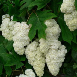 Hydrangea quercifolia ‘Harmony’ – telt virágú tölgylevelű hortenzia ÚJDONSÁG!