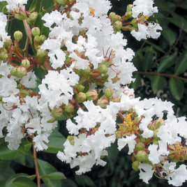 Lagerstroemia indica ‘Acoma’ – Fehér , indiai krepp mirtusz
