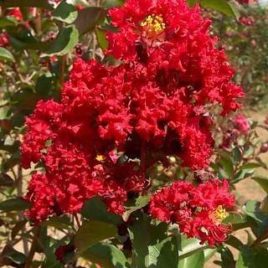 Lagerstroemia indica ‘Dynamite’ – Dinamit krepp mirtusz ÚJDONSÁG!