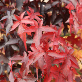 Liquidambar styraciflua ‘Worplesdon’ – szeldelt levelű ámbrafa