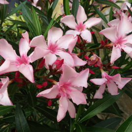 Nerium oleander ‘Atlas nain de Tidili’- fagytűrő leander (!!!)