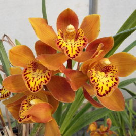Cymbidium x ‘Házi Kedvenc’ – cimbidium orchidea