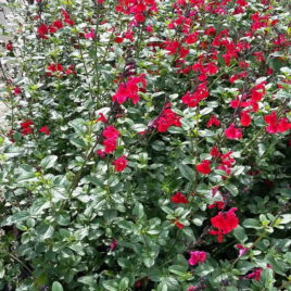 Salvia microphylla – tűz zsálya