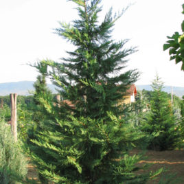 x Cupressocyparis leylandii ‘Haggerstone Grey’ – leyland ciprus