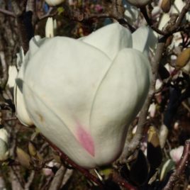 Magnolia Soulangiana ‘Lennei Alba’- Lennei Alba liliomfa