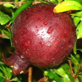 Punica granatum ‘Fruit Violet’ – Bibor gránátalma ÚJDONSÁG!