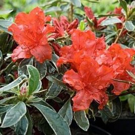 Rhododendron obtusum ‘Hot Shot Variegata’ – tarka levelű havasszépe