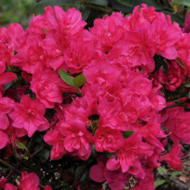 Rhododendron obtusum ‘Purpur Kissen’- bíbor párna havasszépe