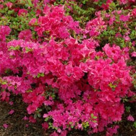 Rhododendron obtusum ‘Canzonetta’ – havasszépe