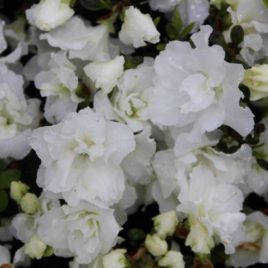 Rhododendron obtusum ‘Feenkissen’ – fehér havasszépe