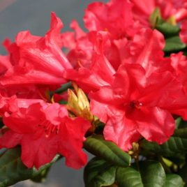 Rhododendron repens ‘Scarlet Wonder’ – Scarlet Wonder havasszépe