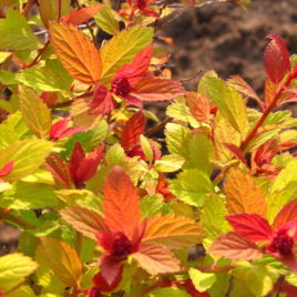 Spiraea japonica ‘Magic Carpet’ – Varázsszőnyeg japán gyöngyvessző
