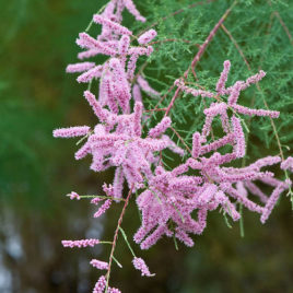Tamarix ramocissima ‘Pink Cascade’ – Pink cascade tamariska ÚJDONSÁG