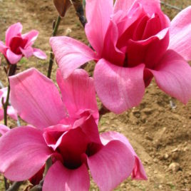 Magnolia x ‘Margaret Helen’ – Margaret Helen liliomfa