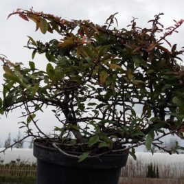 Pyracantha x ‘Red Elf’ – Red Elf tűztövis bonsai