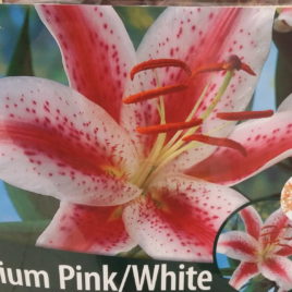 Lilium x regale cv. – Liliom fajták