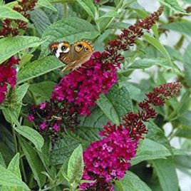 Buddleya x ‘Miss Ruby’ – Miss Ruby nyáriorgona Újdonság!