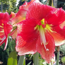 Amaryllis hybrida – Hölgyliliom fajta