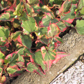 Houttuynia cordata ‘Chameleon’ – Kaméleon virág