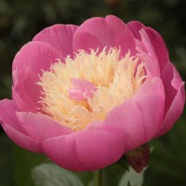 Paeonia lactiflora ‘Bowl of Beauty’ – Évelő pünkösdirózsa
